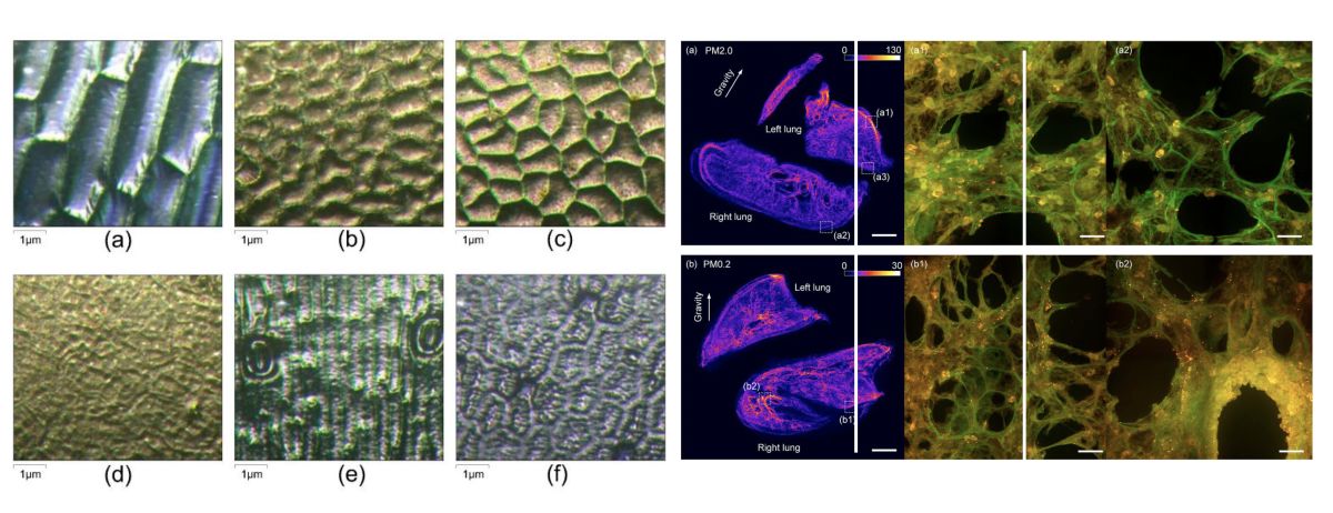 03 Deposition of PM2.5 from indoor air by ornamental potted plants (left) and deposition patterns of PM2.5 particles in lungs (right)