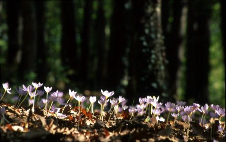 10 Belgrad Orman Yuruyus Belgrad Ormanı’ndan fotoğraf: Ali Rıza Bilginer, 2002
Flora Araştırmaları Derneği’nin izniyle

