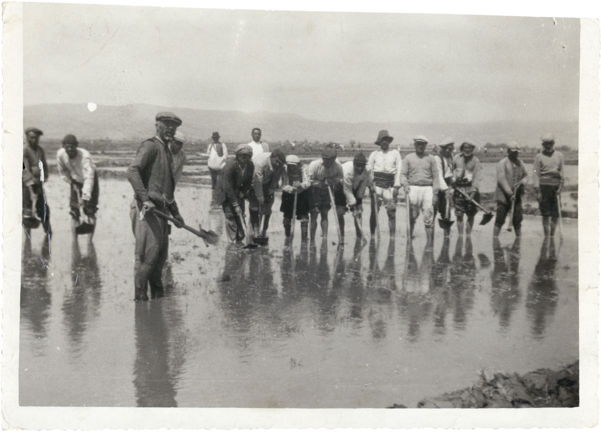 1 Izmir Egede Celtik Ekimi Kaynak Salt Arastrma Izmir Koleksiyonu Ahizm253 Ege’de çeltik ekimi, İzmir
Salt Araştırma, Fotoğraf ve Kartpostal Arşivi

