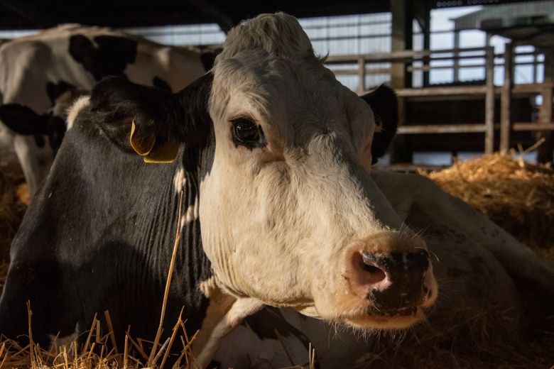 1 Cow <i>Cow</i> [İnek] (2021) filminden bir kare
©Kat Mansoor
