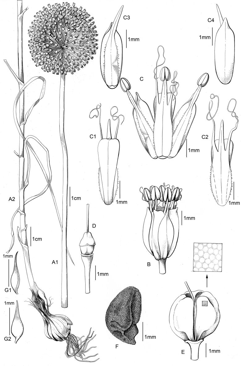 4 9 Sandras körmeni I <i>Allium sandrasicum</i> Kollmann, Özhatay & Bothmer
Gülnur Ekşi Bona’nın izniyle