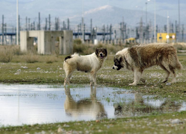 5 Kala Azar <i>Kala Azar</i> (2020) filminden bir kare
©Digna Sinke, Konstantinos Kontovrakis, Giorgos Karnavas
