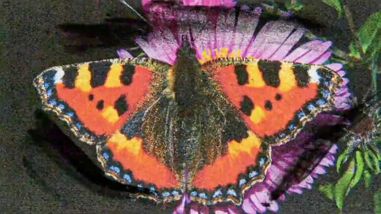 8 Lepidoptera <i>Lepidoptera</i> (2022) filminden bir kare
©Edd Carr