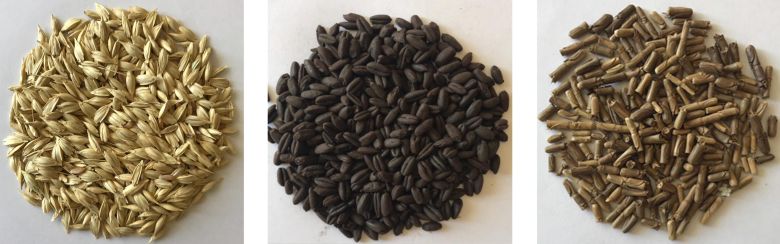 Alptekin Karagoz Soldan sağa: Siyez | <i>Triticum monococcum</i> var. <i>monococcum</i>; Arkeolojik kazılardan çıkarılan karbonlaşmış buğdaylar; Tespih buğdayı | <i>Aegilops tauschii</i>
Fotoğraf: Alptekin Karagöz