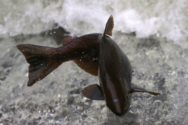 Artifishal 2019 <i>Artifishal</i> (2019) filminden bir kare ©Patagonia