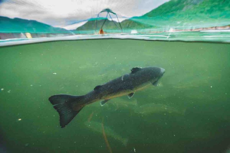 Artifishal 2019 <i>Artifishal</i> (2019) filminden bir kare ©Patagonia