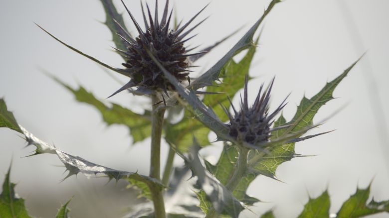 Foragers Jm Akkoub <i>Foragers</i> [Toplayıcılar] (2022) filminden bir kare
©Jumana Manna