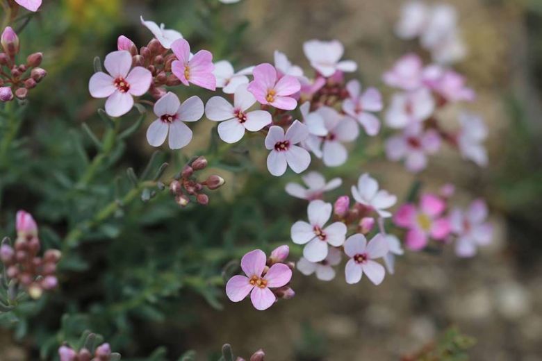 Salt Ankara 25 Mayis Yörük taşçantası (<i>Aethionema dumanii</i>)
Fotoğraf: Mecit Vural, Ankara, 2017 