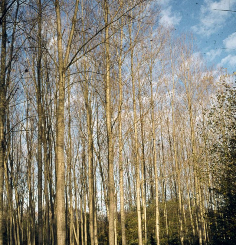 Saltarastirma Belgradormani İstanbul Belgrad Ormanı (tarihi bilinmiyor)
SALT Araştırma, Harika-Kemali Söylemezoğlu Arşivi