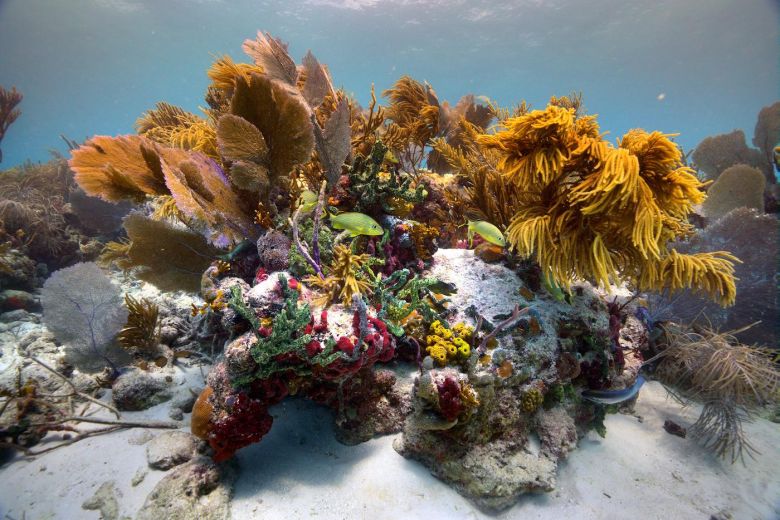 T S05771 Seathru Credit Tom Shlesinger Derya Akkaynak'ın geliştirdiği "sea-thu" algoritmasıyla kaydedilen su altı görüntüsü
Tom Shlesinger izniyle
