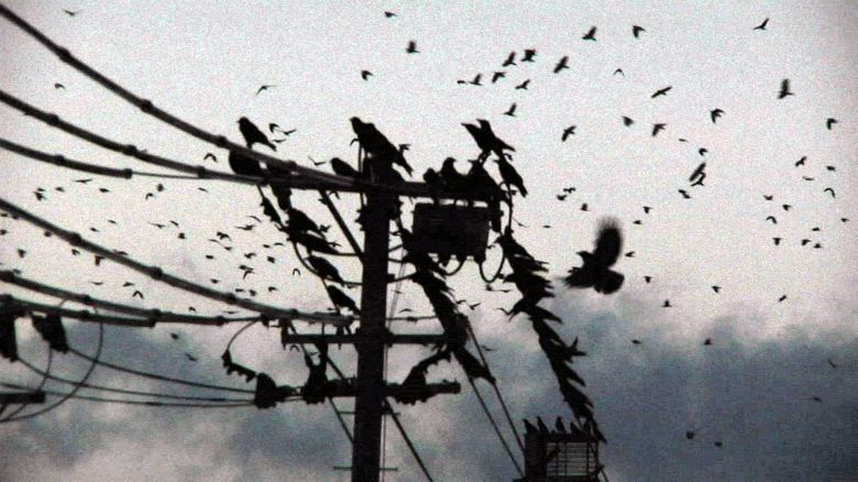 Tokyo Waka (2012) filminden bir kare <i>Tokyo Waka</i> (2012) filminden bir kare ©Bullfrog Films