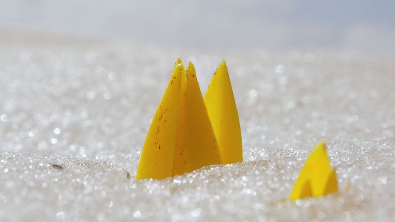 Toplayclar Bingol 2 <i>Toplayıcılar Bingöl</i> (2020) filminden bir kare 
©Adnan Faruk Turan