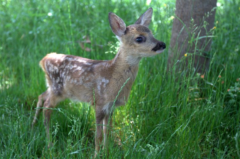 Unnamed 5 Ahmet Emre Kütükçü ve WWF-Türkiye’nin izniyle<br />
